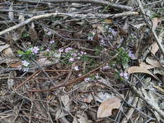 Boronia pilosa