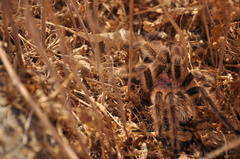 Grammostola rosea