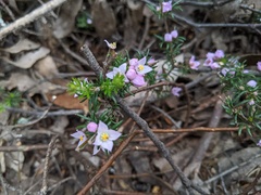 Boronia pilosa