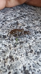 Cicindelinae