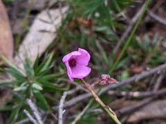 Tetratheca ciliata