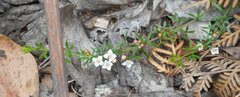 Cyanothamnus nanus nanus