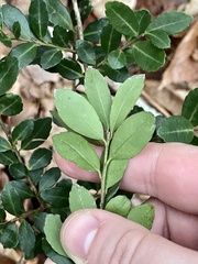 Ilex crenata