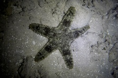 Asteropsis carinifera