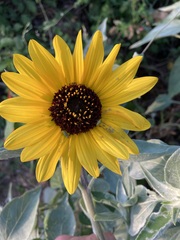 Helianthus argophyllus
