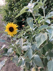 Helianthus argophyllus