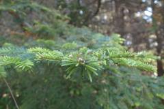 Abies grandis