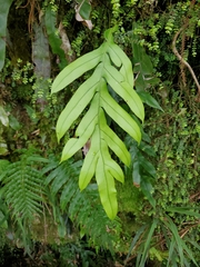 Blechnum colensoi