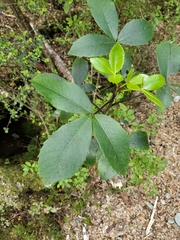 Pseudopanax colensoi