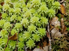 Sphagnum squarrosum