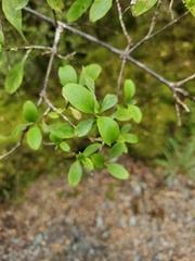 Coprosma foetidissima