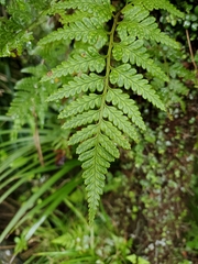 Rumohra adiantiformis