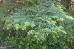 Abies grandis