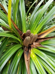 Freycinetia banksii