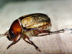 Anomala flavipennis