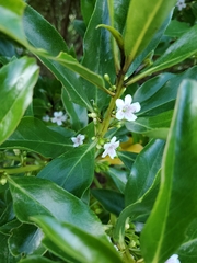 Myoporum laetum