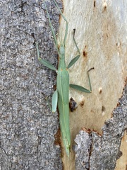 Tropidoderus childrenii