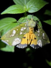 Eudocima hypermnestra