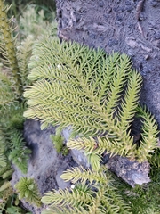 Eutacta