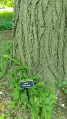 Ginkgo biloba