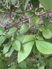 Oleaceae