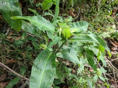Commelina virginica