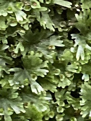 Crepidomanes minutum