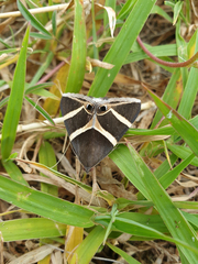 Grammodes oculicola