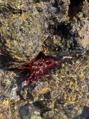 Heterocentrotus mamillatus