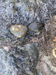 Cellana exarata