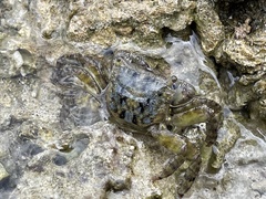 Metopograpsus thukuhar