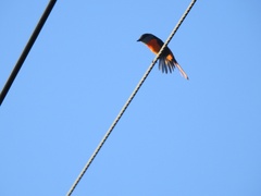 Pericrocotus solaris