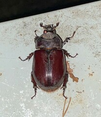 Strategus aloeus