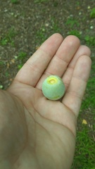 Ginkgo biloba