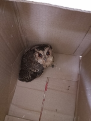 Otus bakkamoena