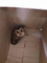 Otus bakkamoena