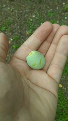 Ginkgo biloba