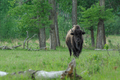 Bison bison bison