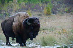 Bison bison bison