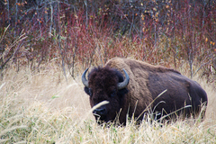Bison bison bison