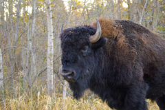 Bison bison bison