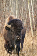 Bison bison bison