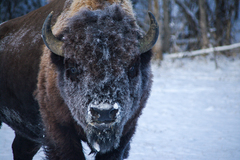 Bison bison bison