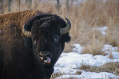 Bison bison bison