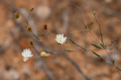 Podolepis capillaris