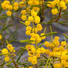 Acacia sclerophylla