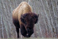 Bison bison bison