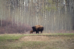 Bison bison bison