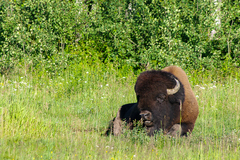 Bison bison bison