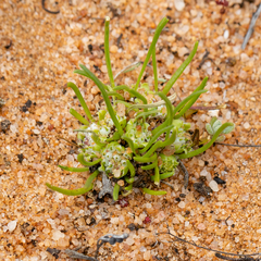 Isoetopsis graminifolia